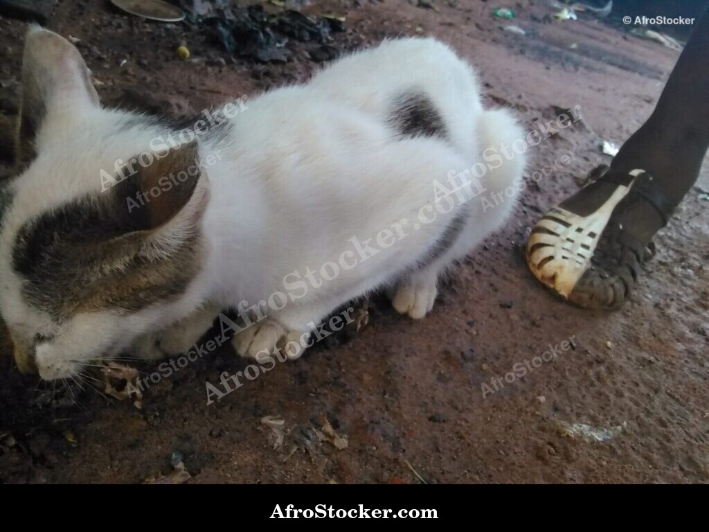 Cat Stalking A Prey | AfroStocker