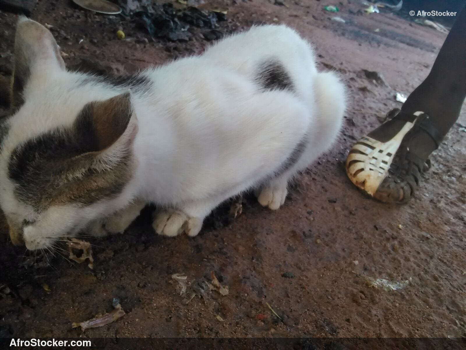 Cat Stalking A Prey | AfroStocker