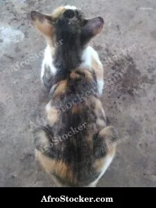 Cat Africa Panorama Sunset