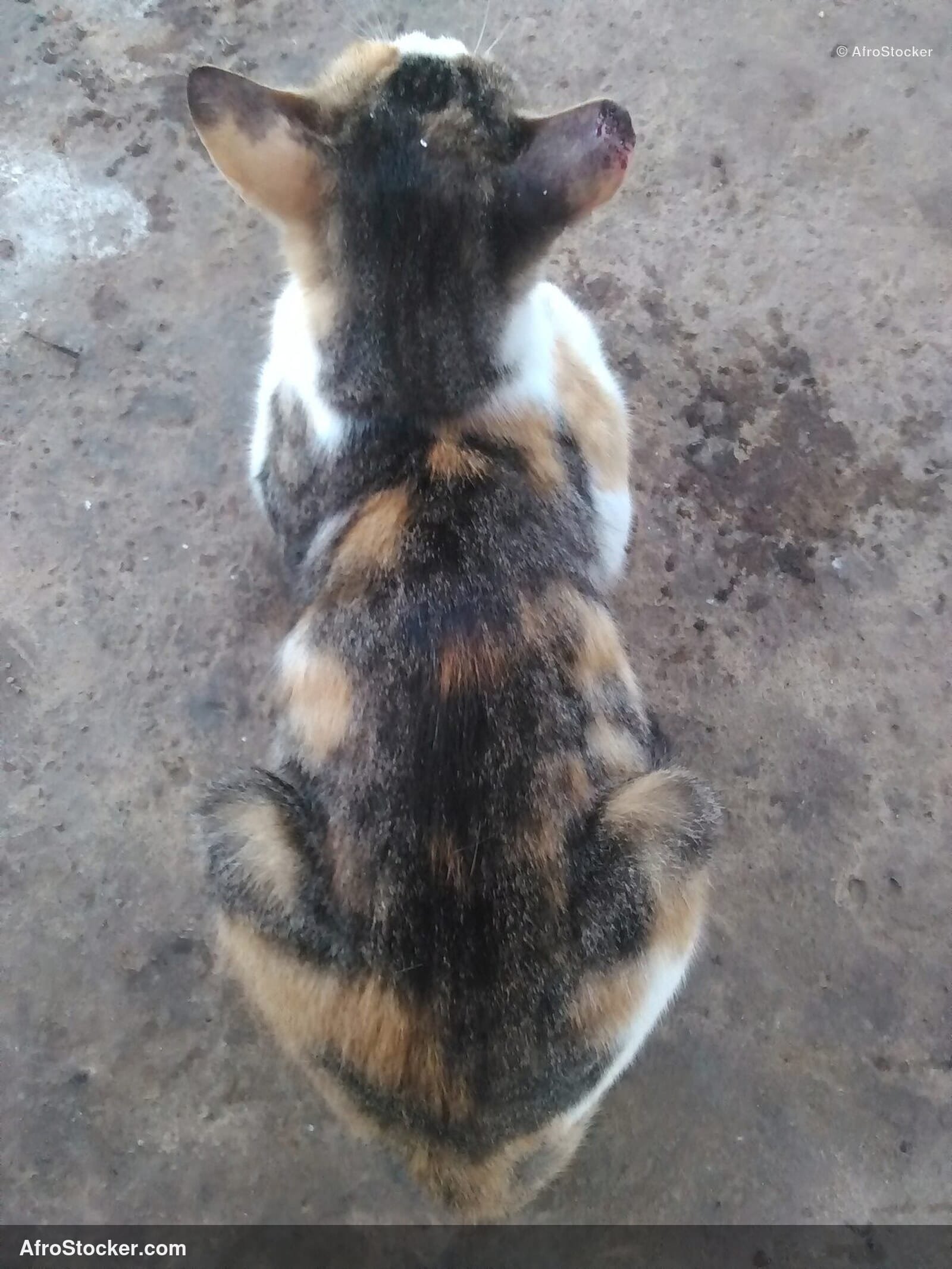 Cat Africa Panorama Sunset | AfroStocker