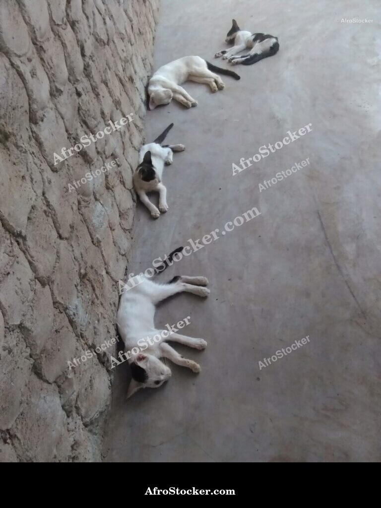 Cat Lying Sub-Saharan Africa | AfroStocker