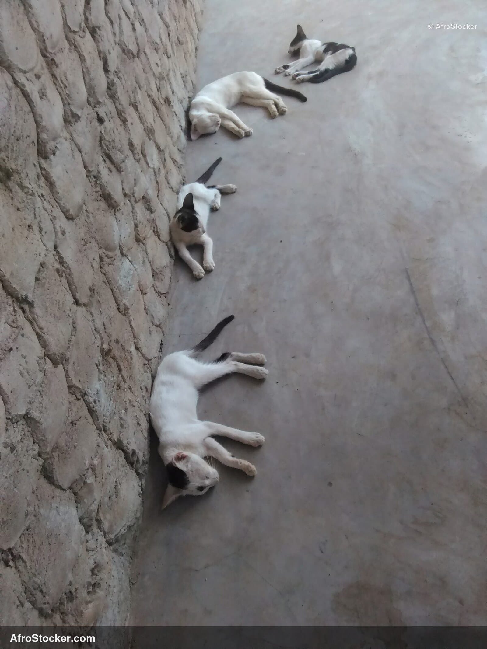 Cat Lying Sub-Saharan Africa | AfroStocker