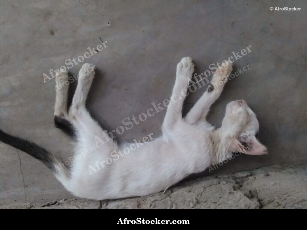 Cat Lying On African Terrace | AfroStocker