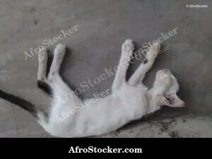 Cat Lying On African Terrace