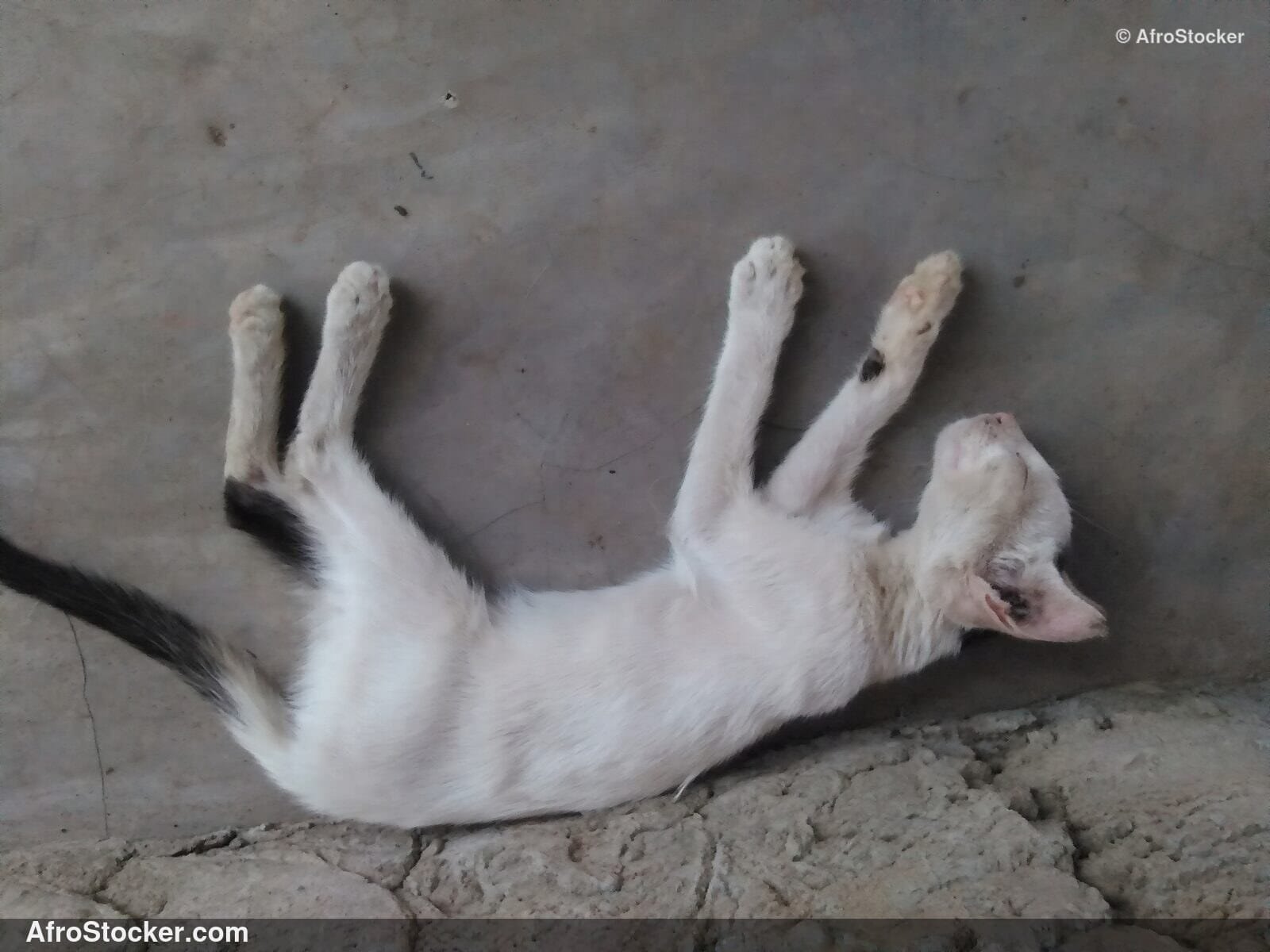 Cat Lying On African Terrace | AfroStocker