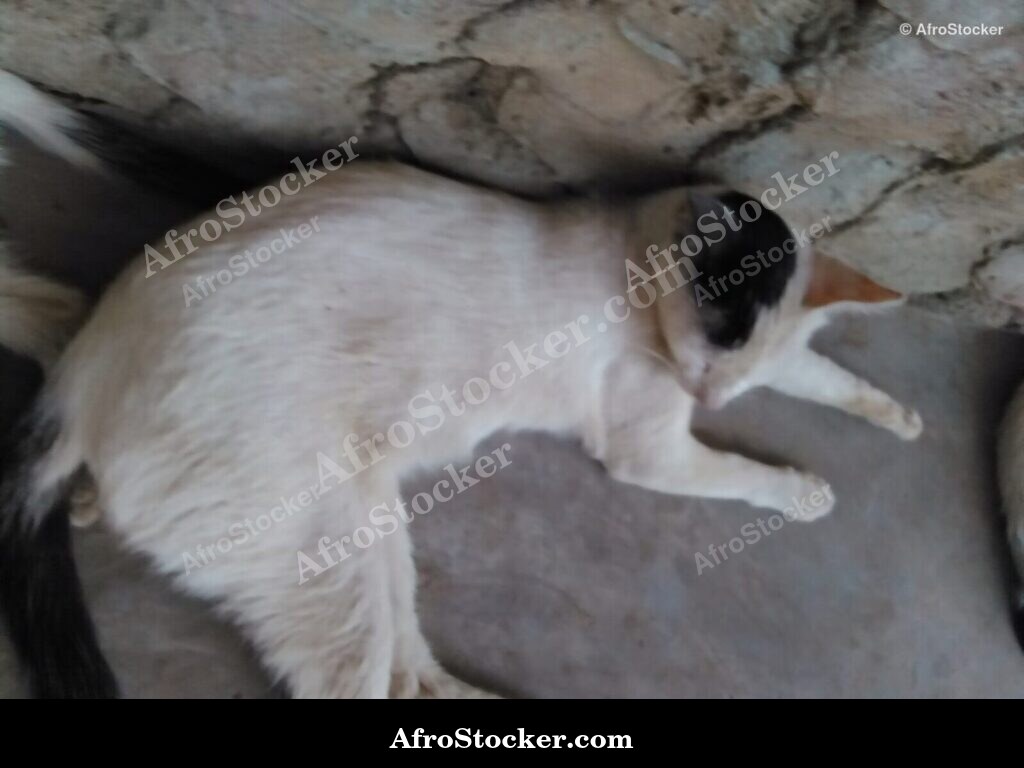 Cat Lying West Africa Terrace | AfroStocker