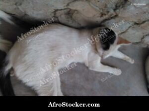 Cat Lying West Africa Terrace