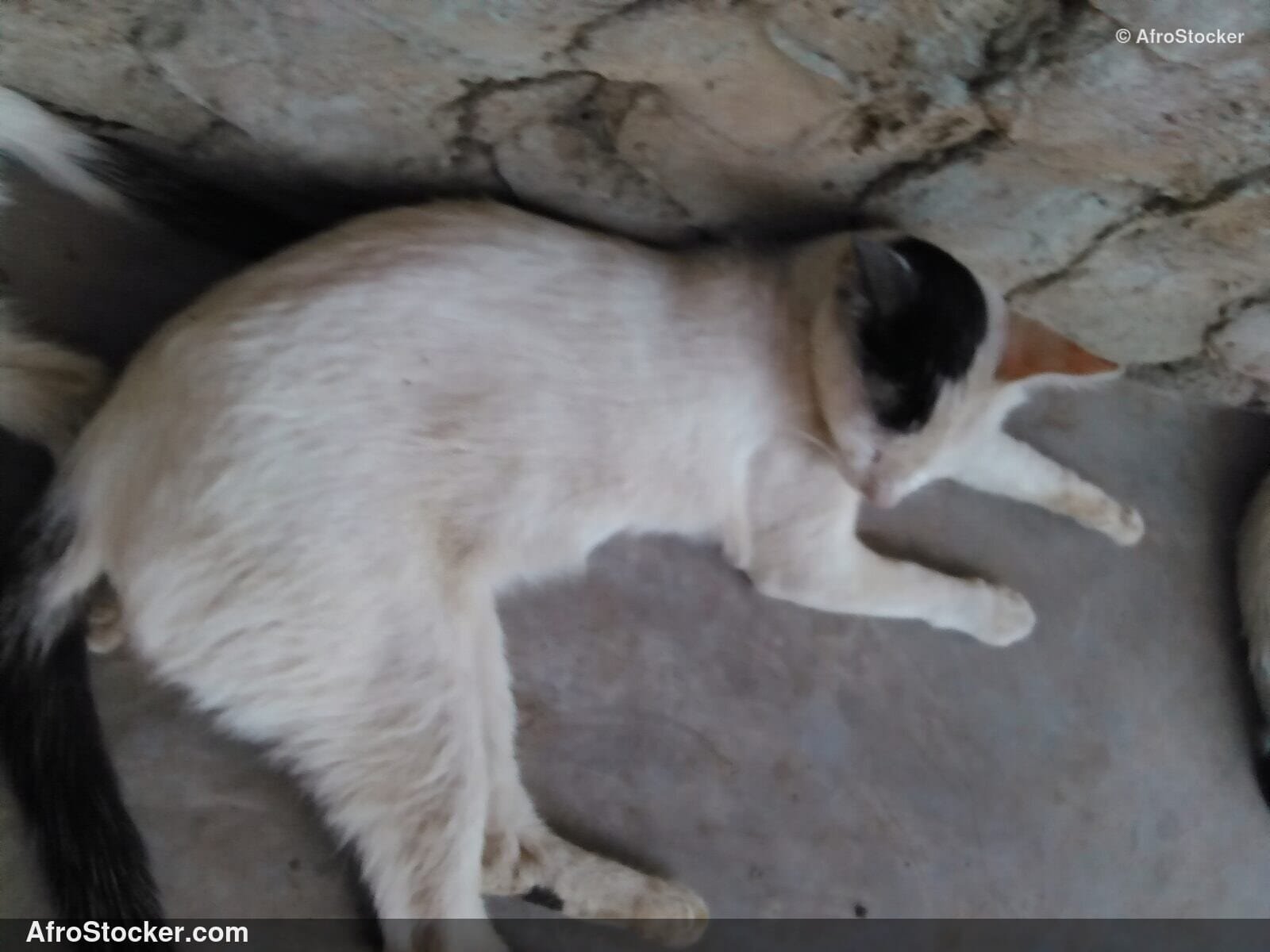 Cat Lying West Africa Terrace | AfroStocker