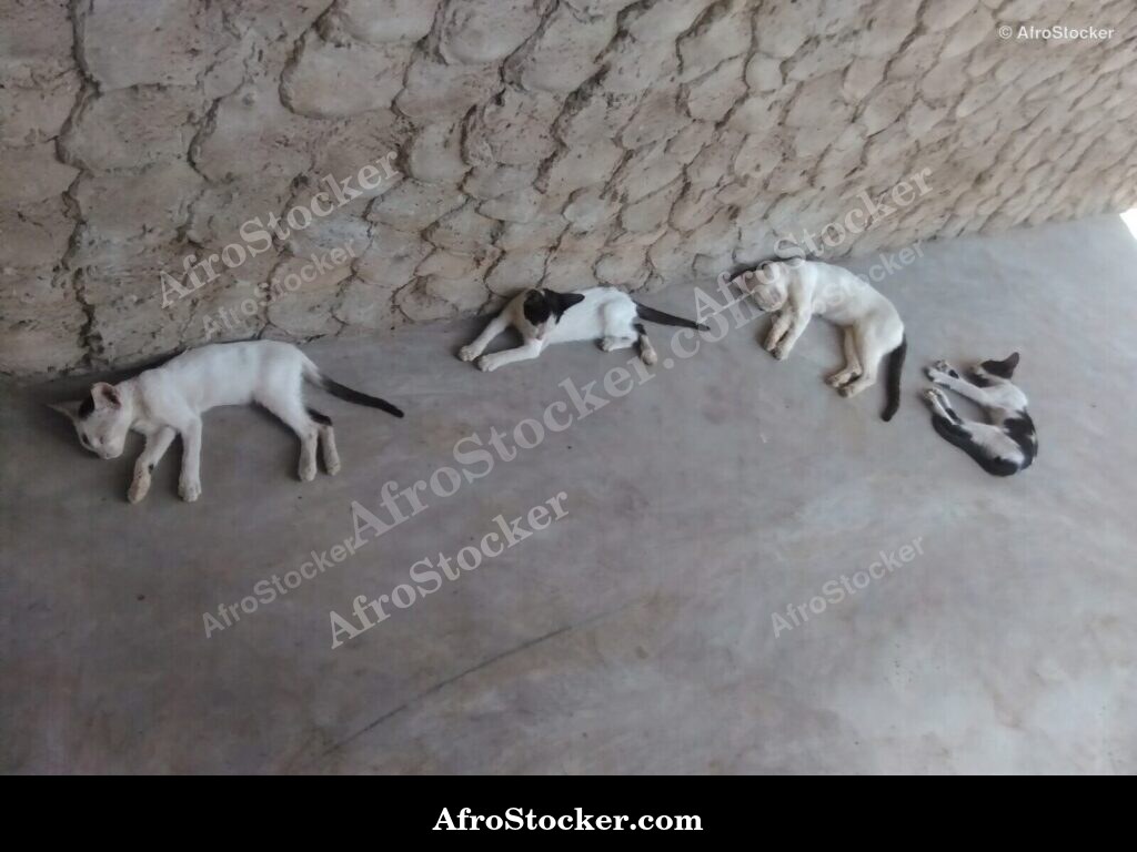 Calm Cat Sub-Saharan Africa | AfroStocker