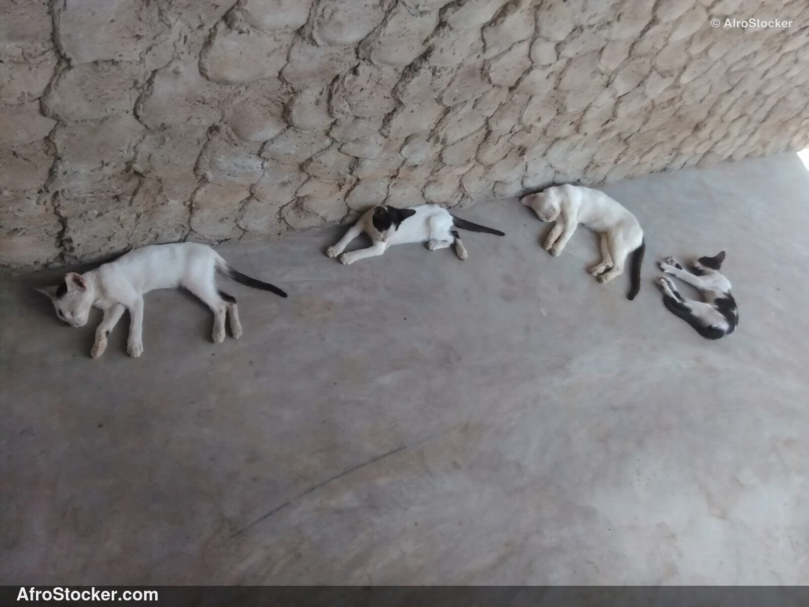 Calm Cat Sub-Saharan Africa | AfroStocker
