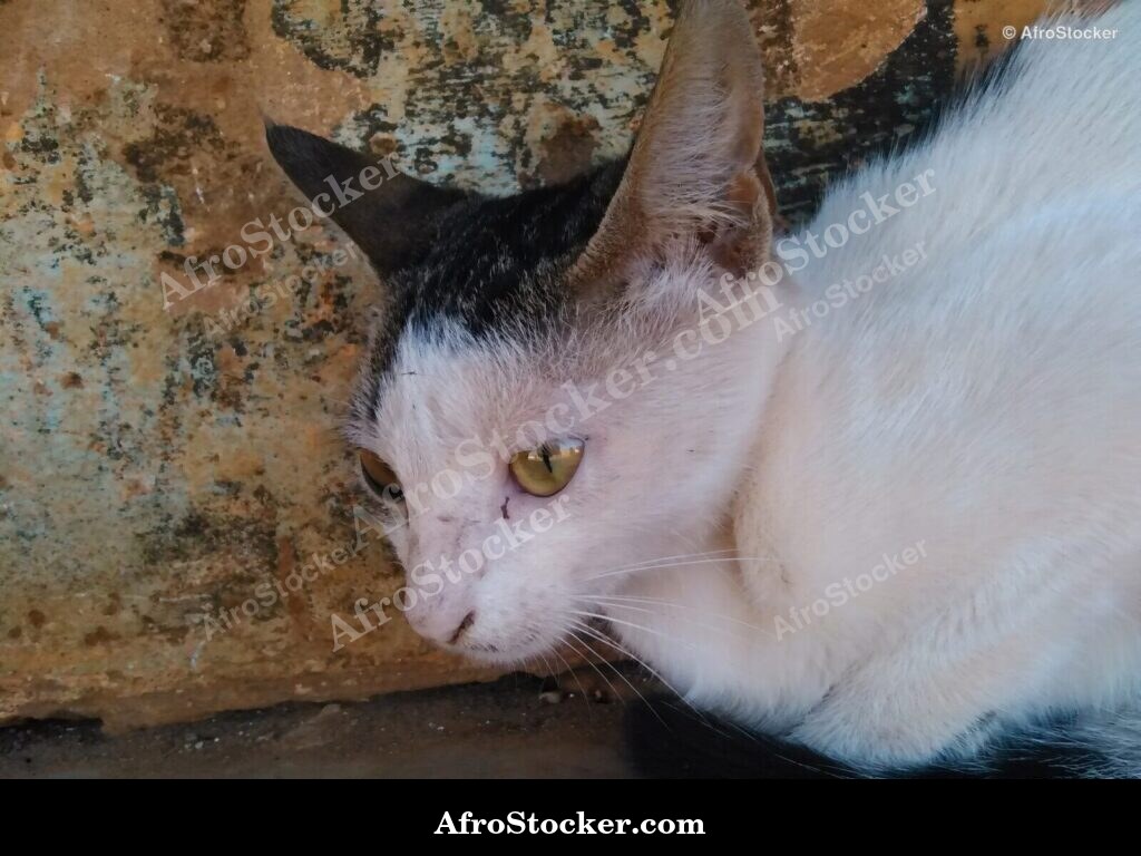 Cat At Sunset | AfroStocker
