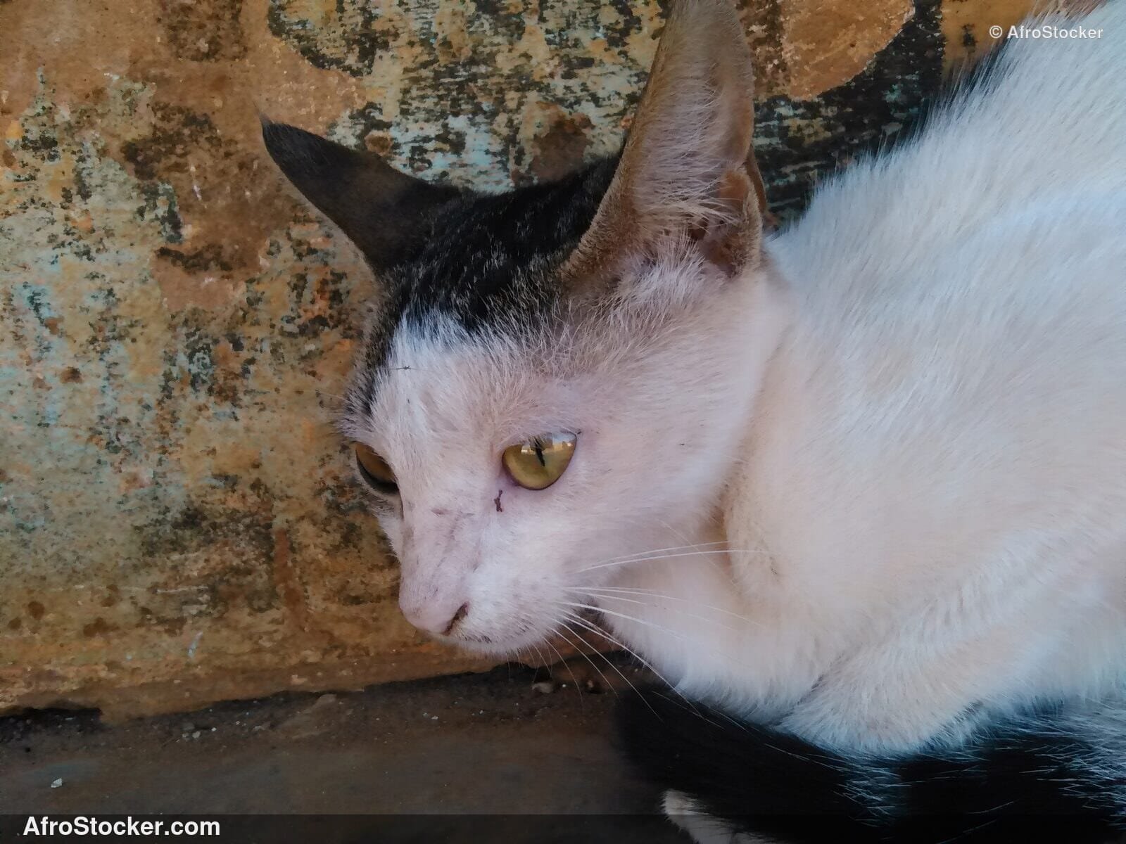 Cat At Sunset | AfroStocker