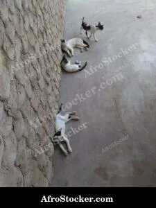 Cat Resting West Africa