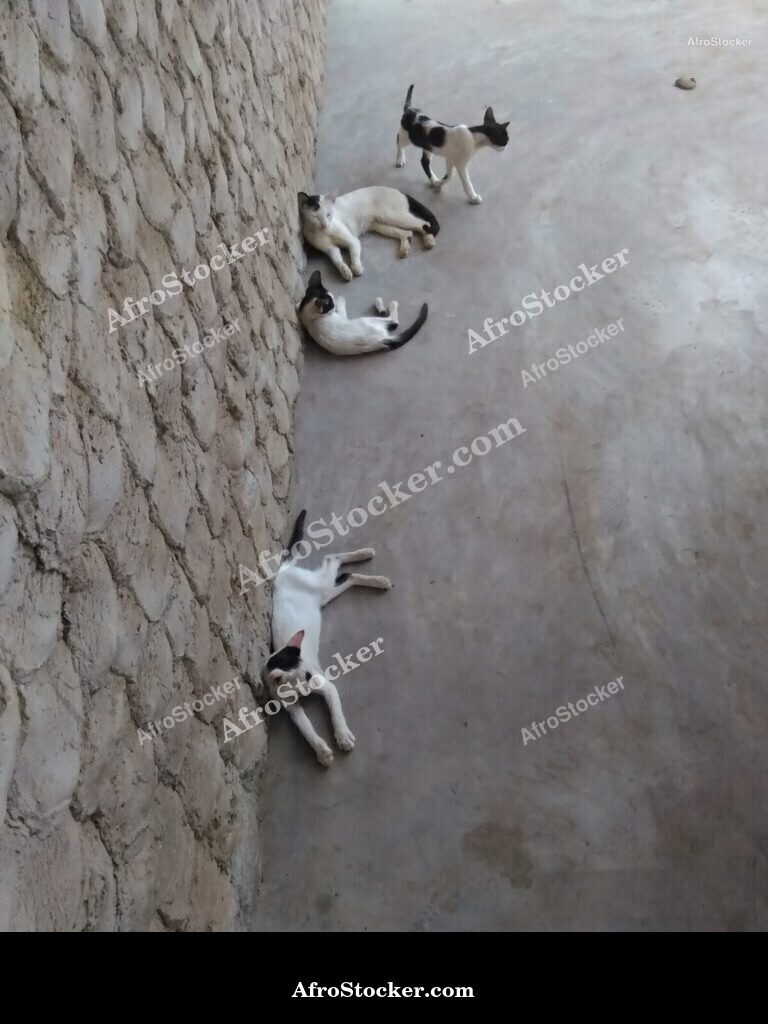 Cat Resting West Africa | AfroStocker