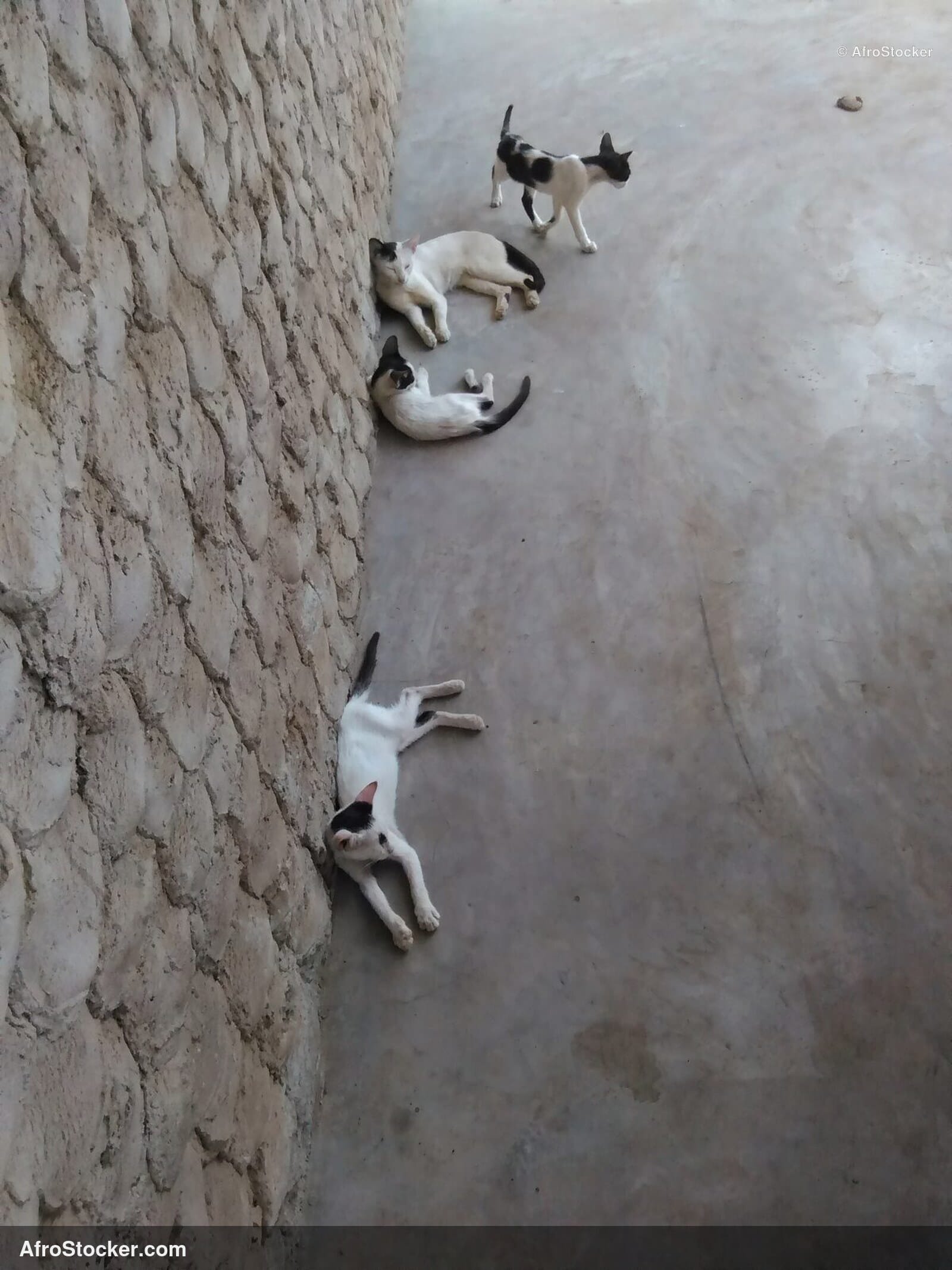 Cat Resting West Africa | AfroStocker