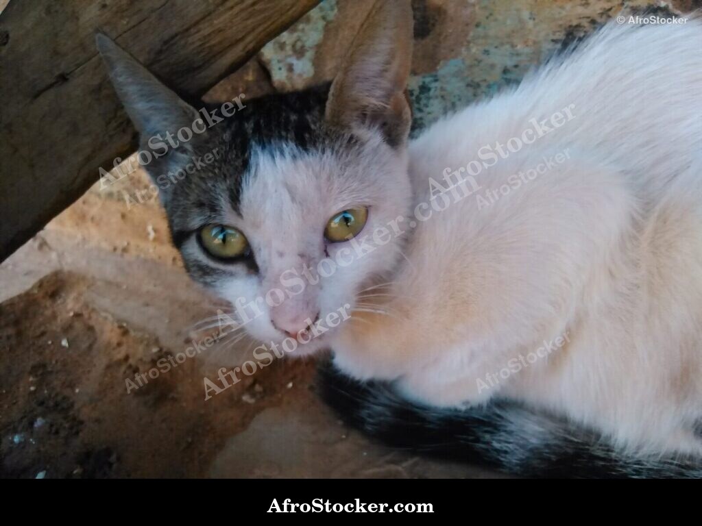 Cat Under Awning African Terrace | AfroStocker