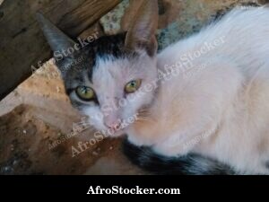 Cat Under Awning African Terrace