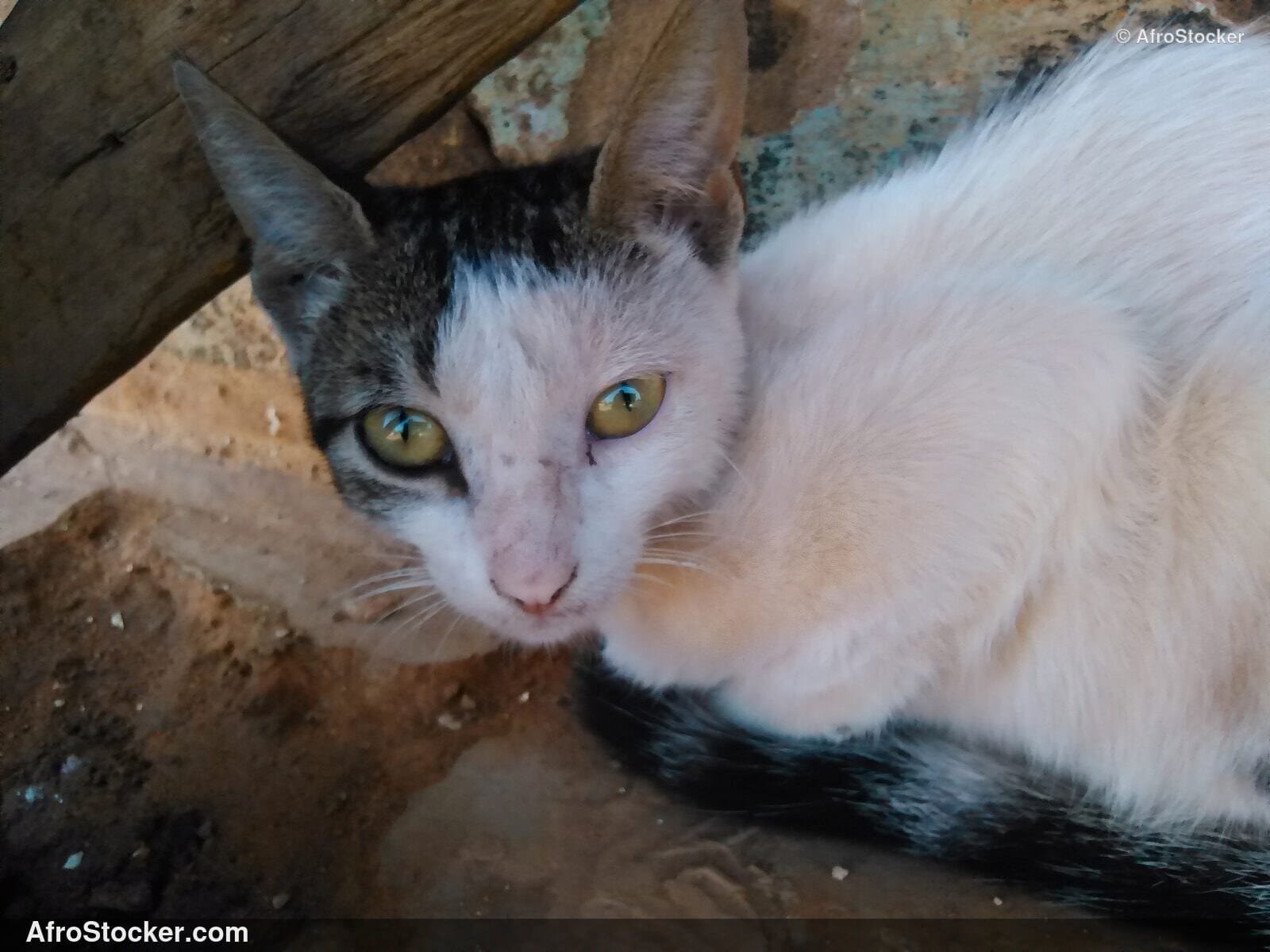 Cat Under Awning African Terrace | AfroStocker