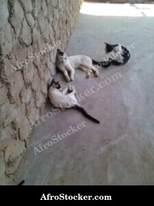 Calm Cat African Terrace