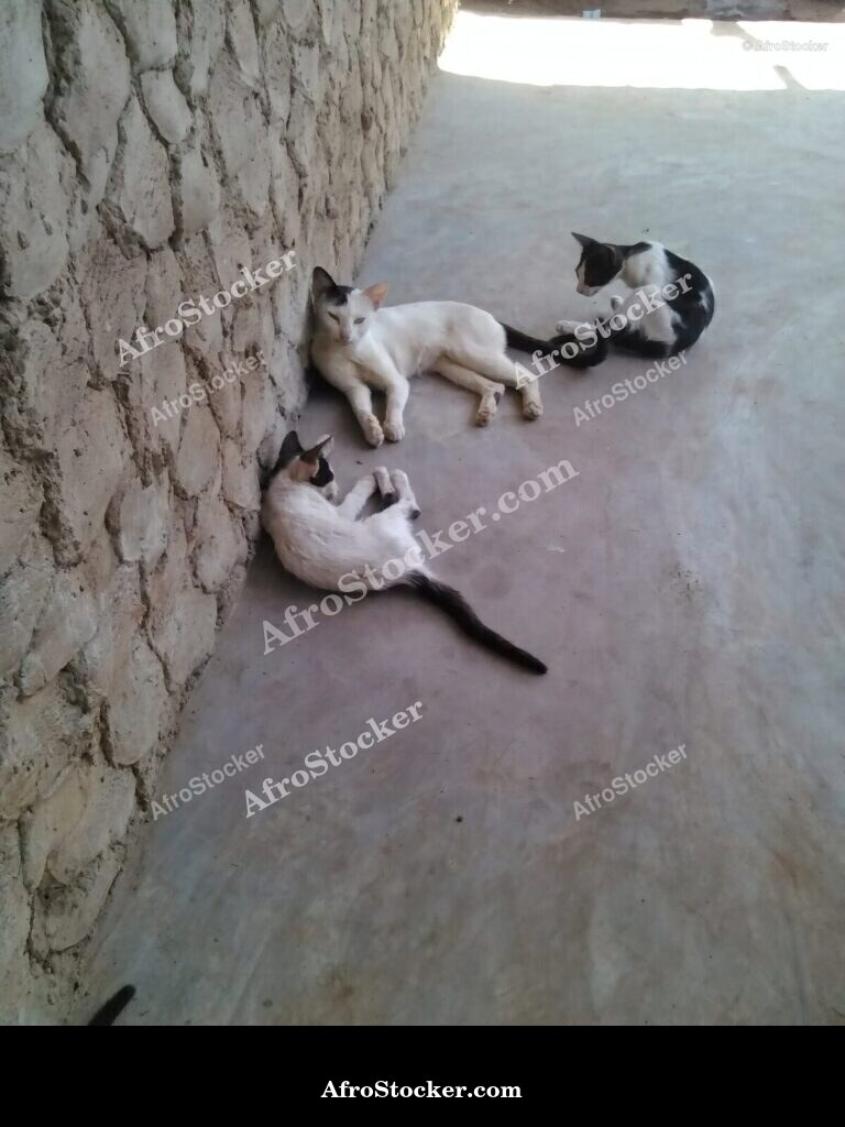 Calm Cat African Terrace | AfroStocker