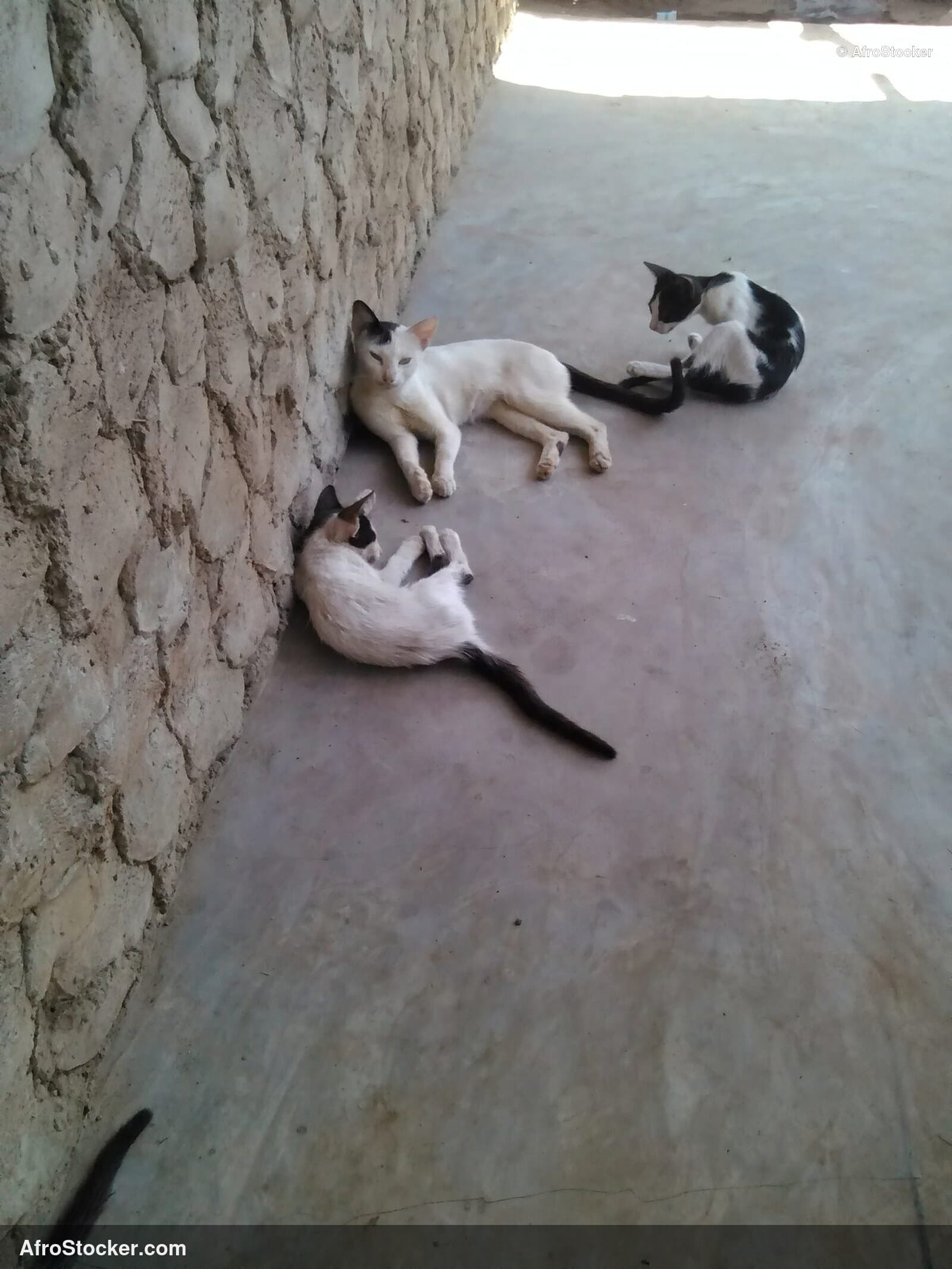 Calm Cat African Terrace | AfroStocker