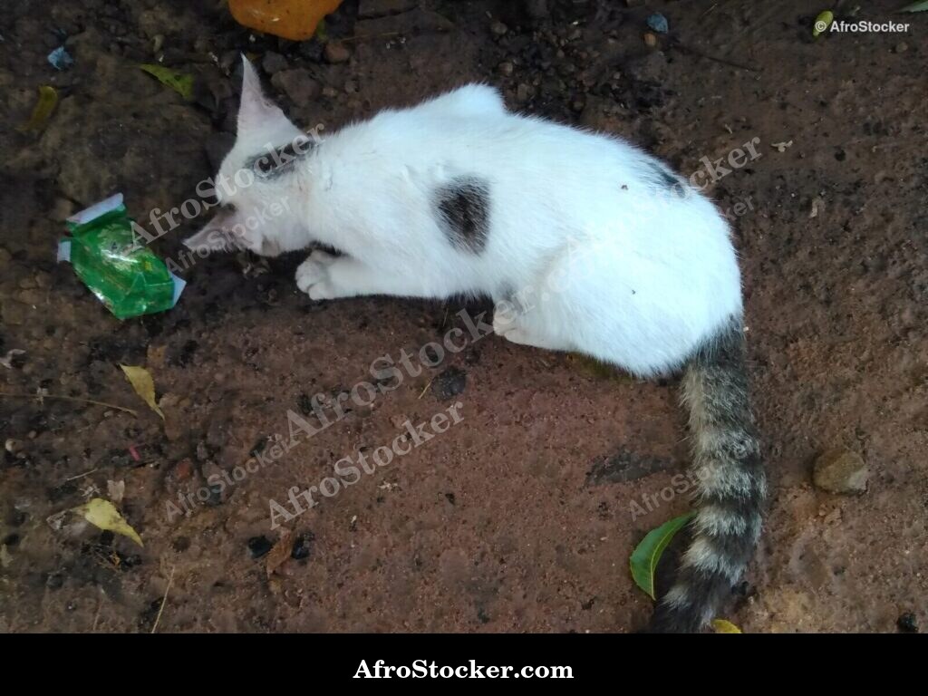 Cat Hunting A Mouse | AfroStocker