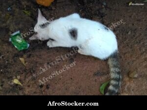 Cat Hunting A Mouse