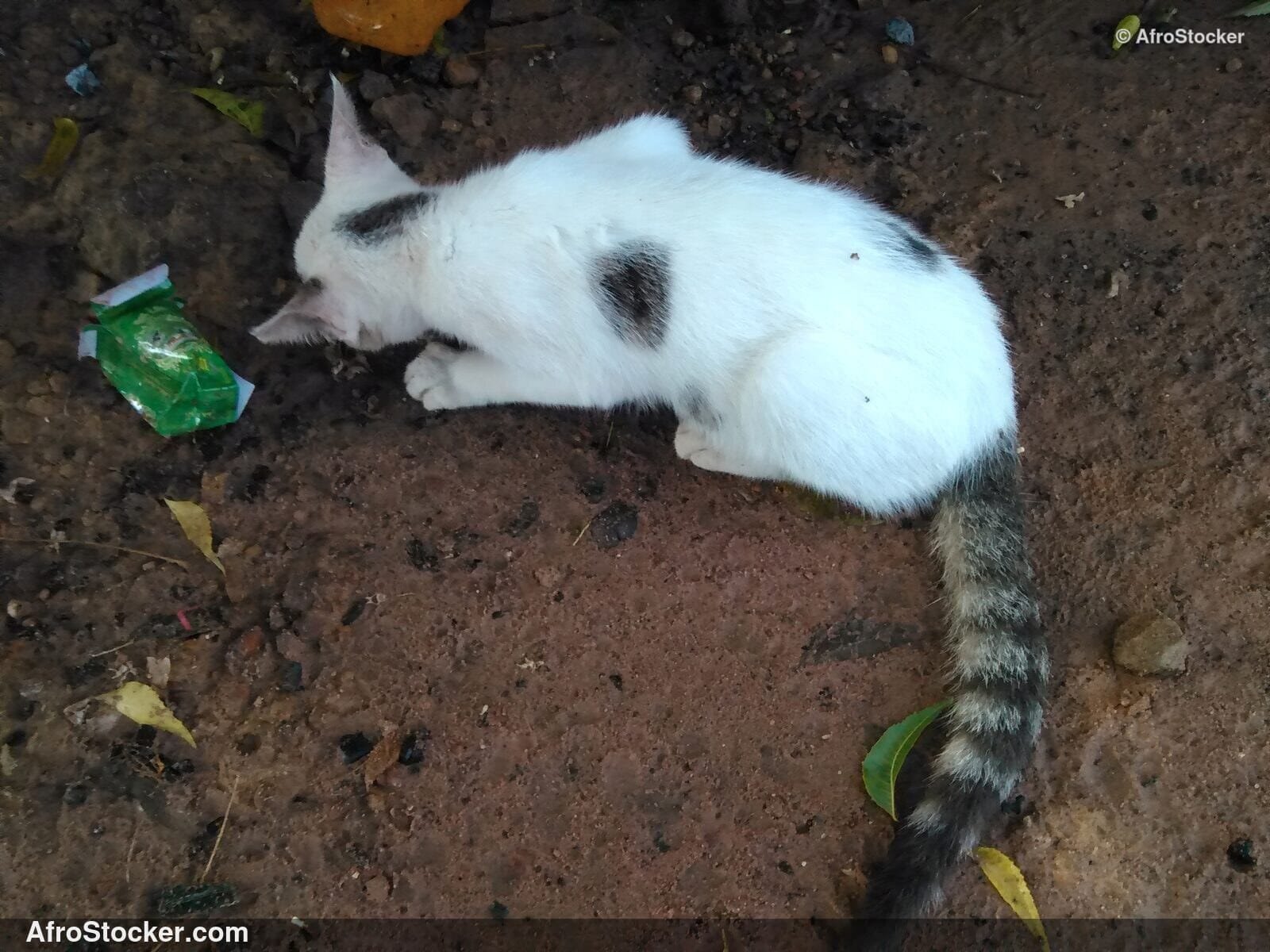 Cat Hunting A Mouse | AfroStocker