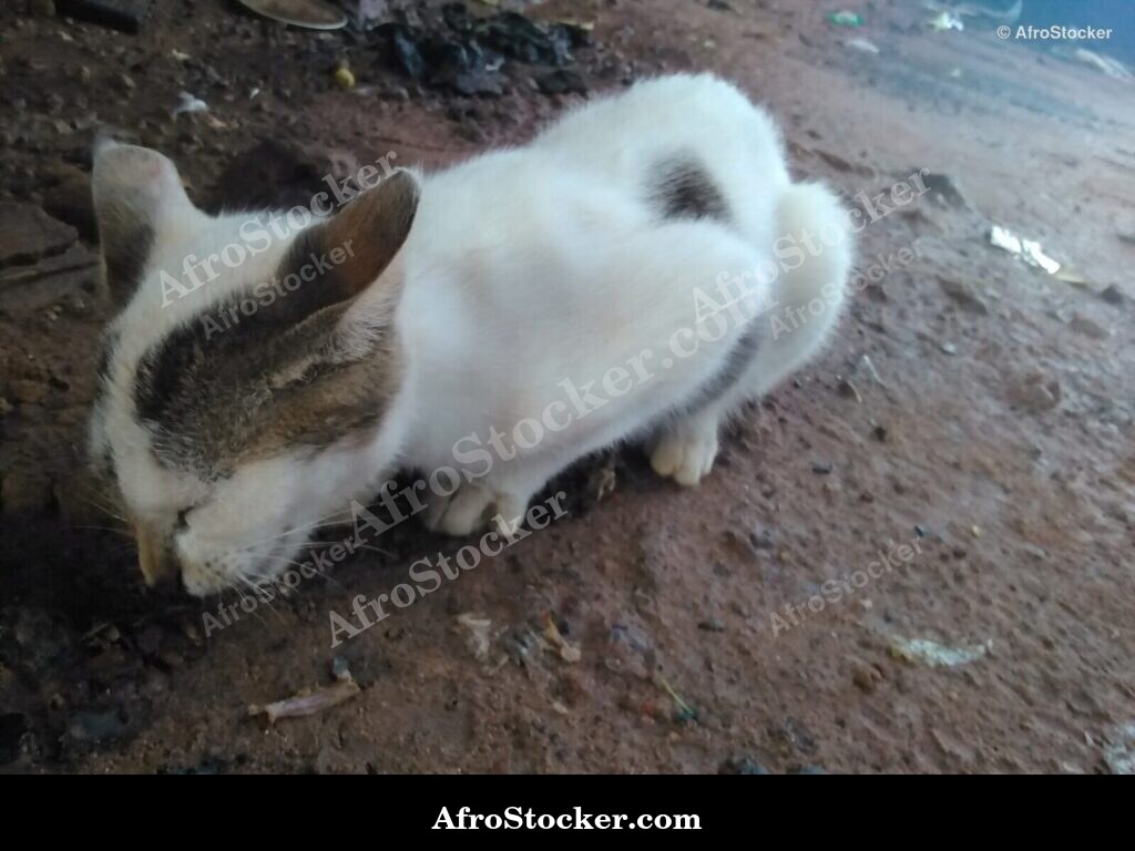 Agile Hunter Cat | AfroStocker