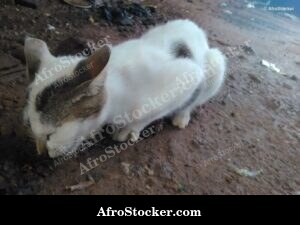 Agile Hunter Cat