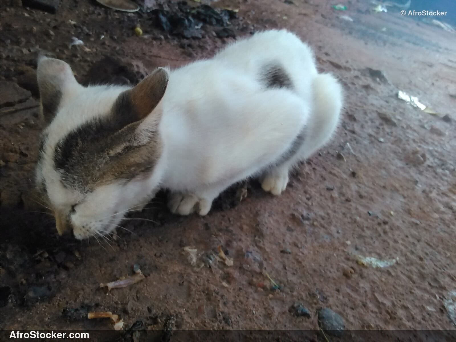 Agile Hunter Cat | AfroStocker