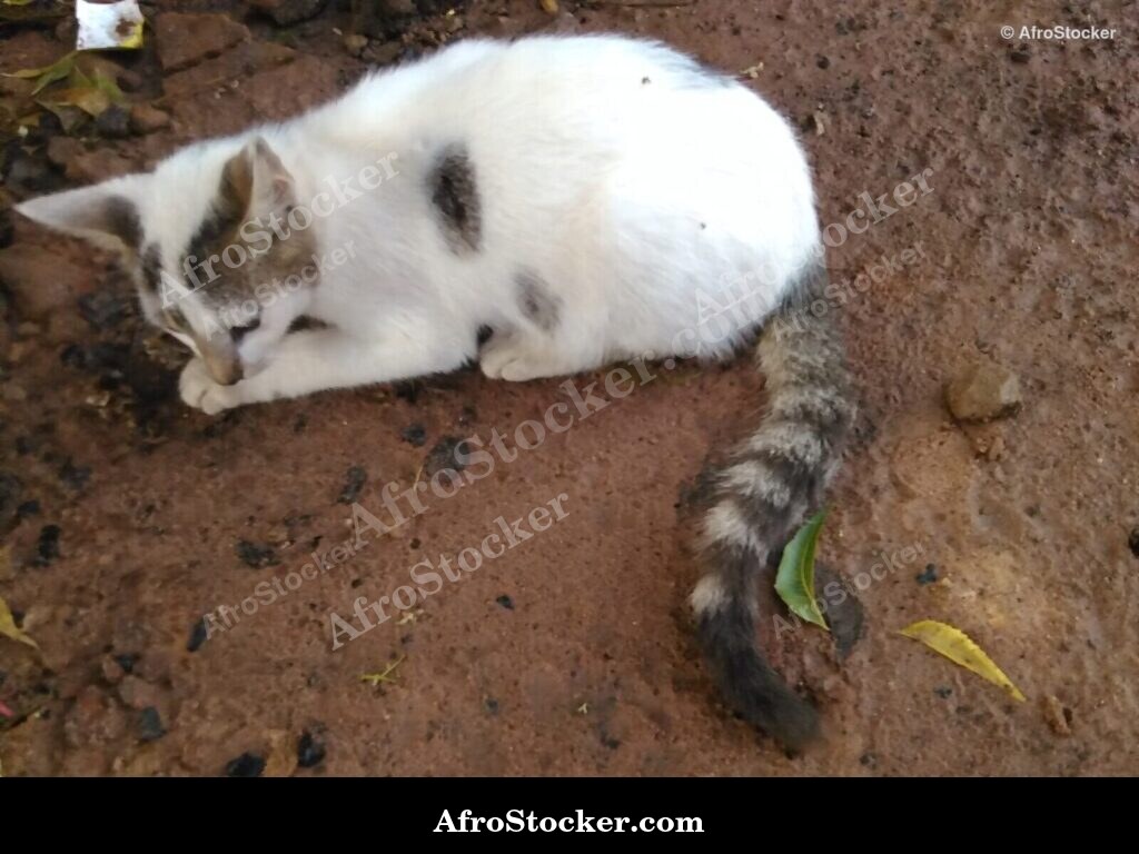 Garden Hunter Cat | AfroStocker