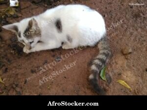 Garden Hunter Cat