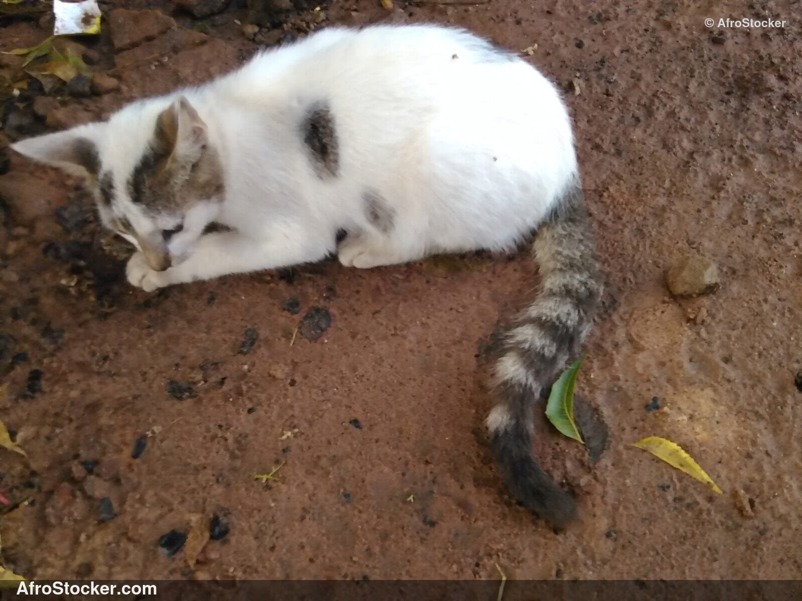 Garden Hunter Cat | AfroStocker