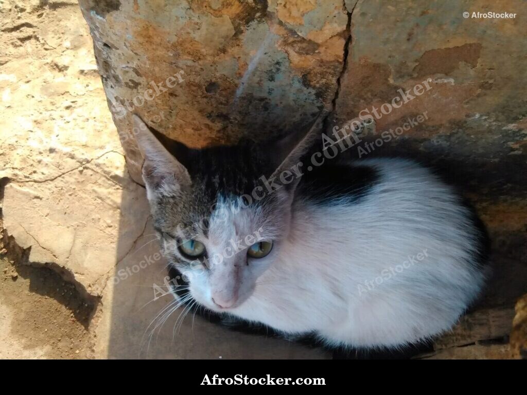 Contemplative Cat Africa | AfroStocker