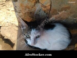 Contemplative Cat Africa