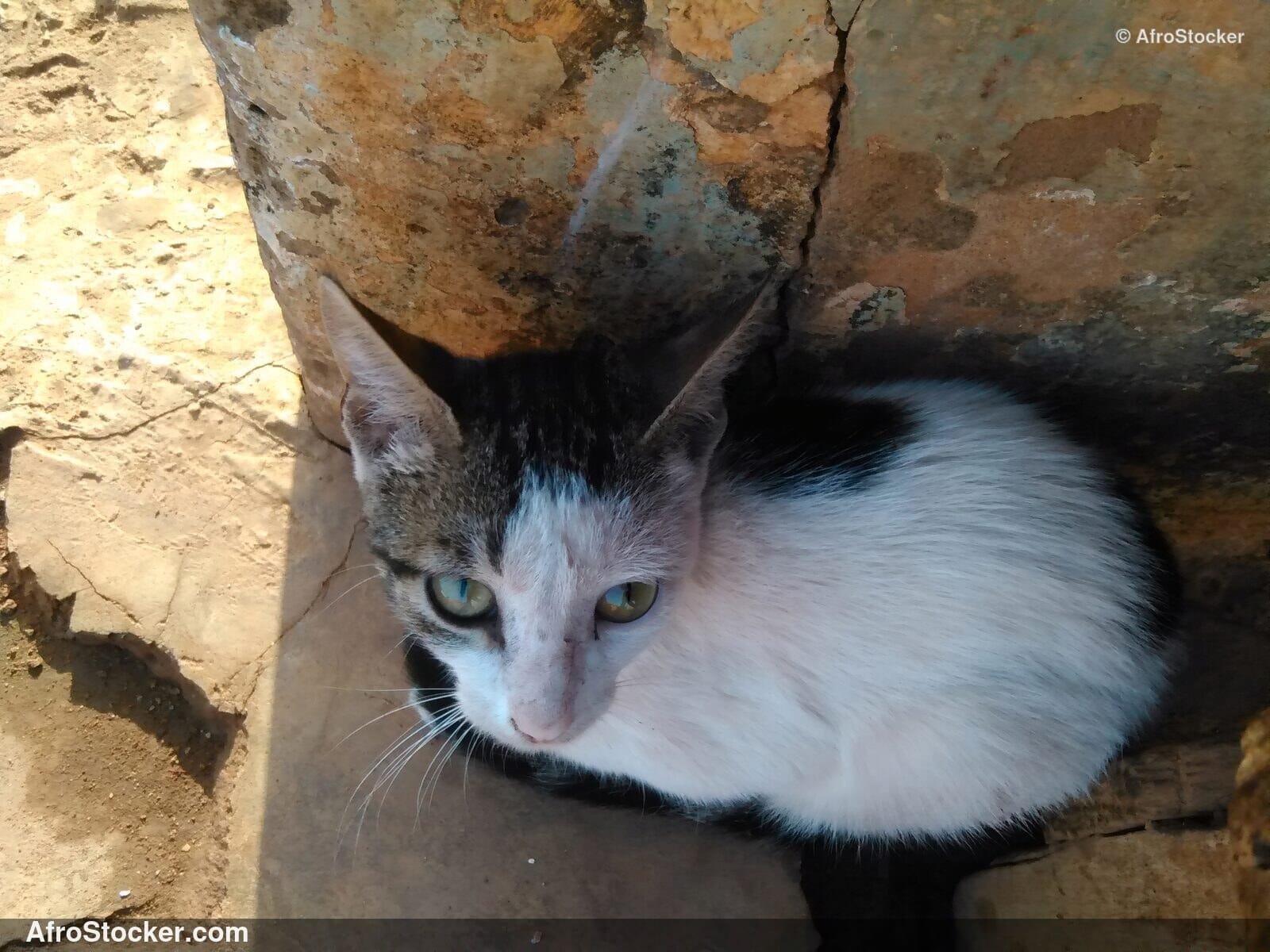 Contemplative Cat Africa | AfroStocker