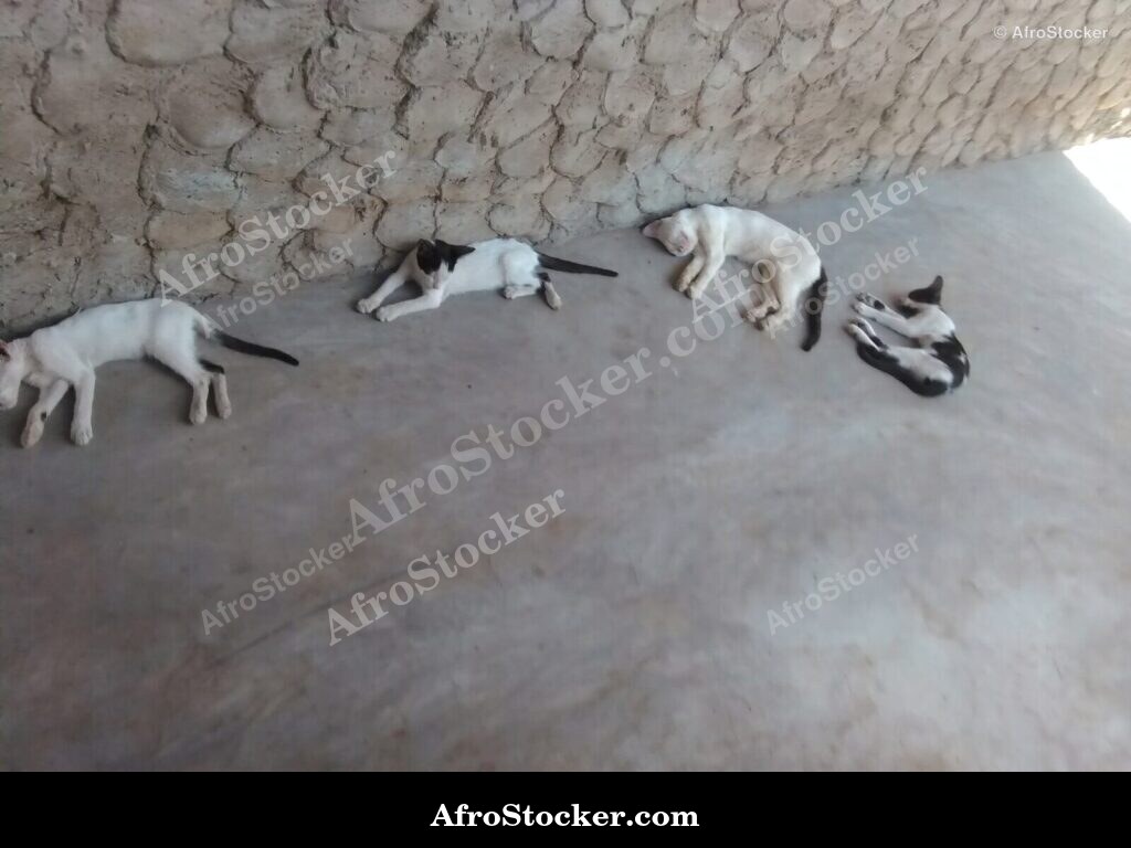 Relaxed Cat West Africa | AfroStocker