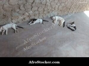 Relaxed Cat West Africa