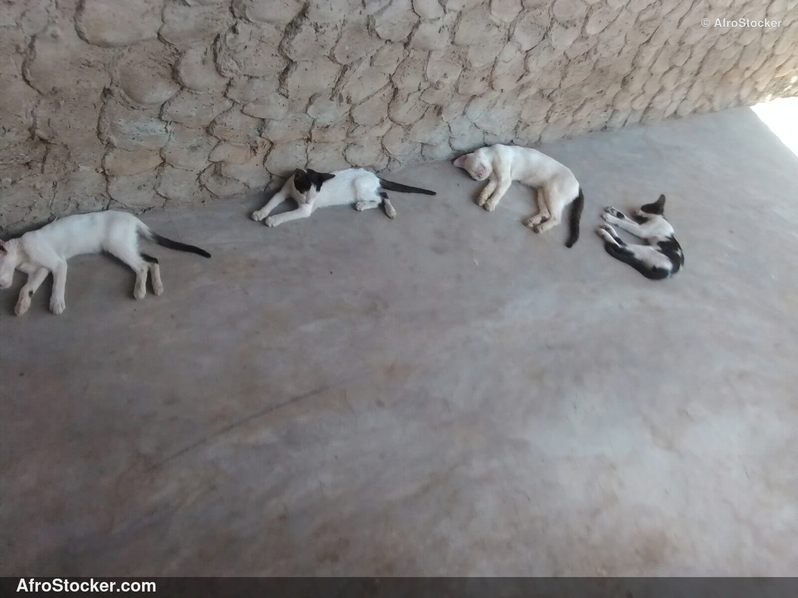 Relaxed Cat West Africa | AfroStocker