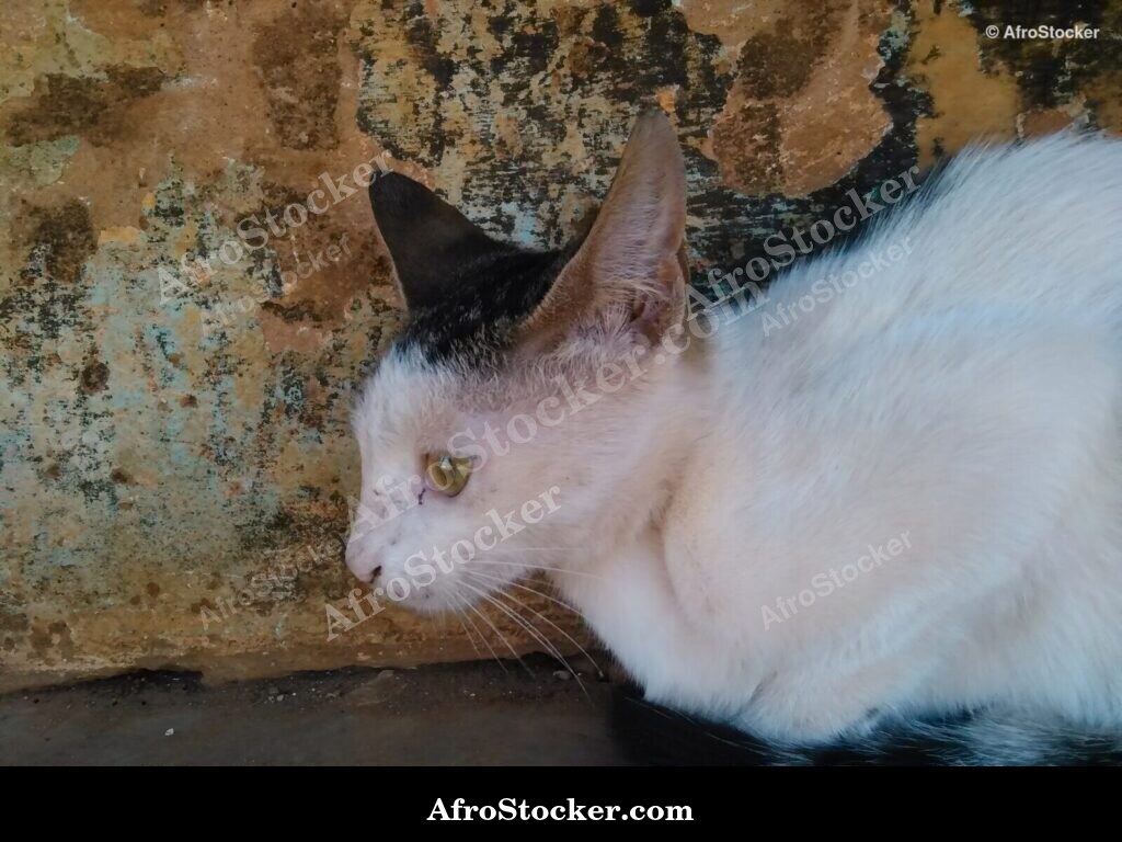 Relaxed Cat African Terrace | AfroStocker