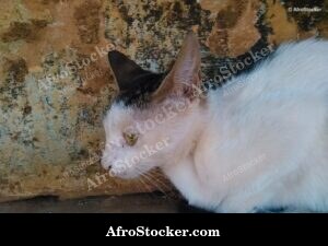 Relaxed Cat African Terrace
