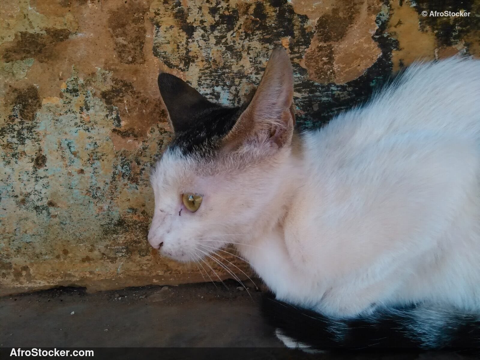 Relaxed Cat African Terrace | AfroStocker