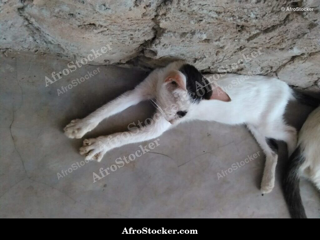 Cat Relaxing South Saharan | AfroStocker