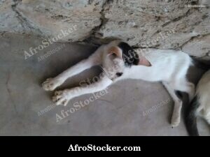 Cat Relaxing South Saharan