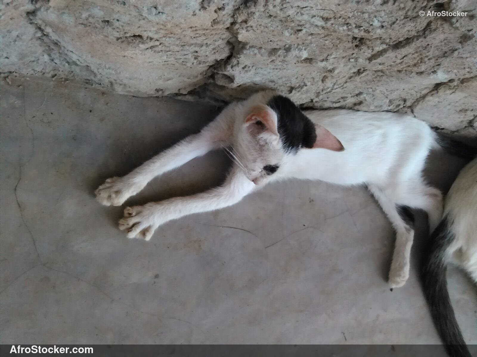 Cat Relaxing South Saharan | AfroStocker