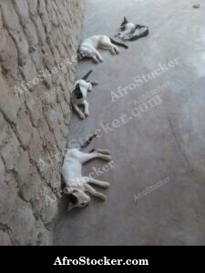 Cat Sleeping In African Breeze