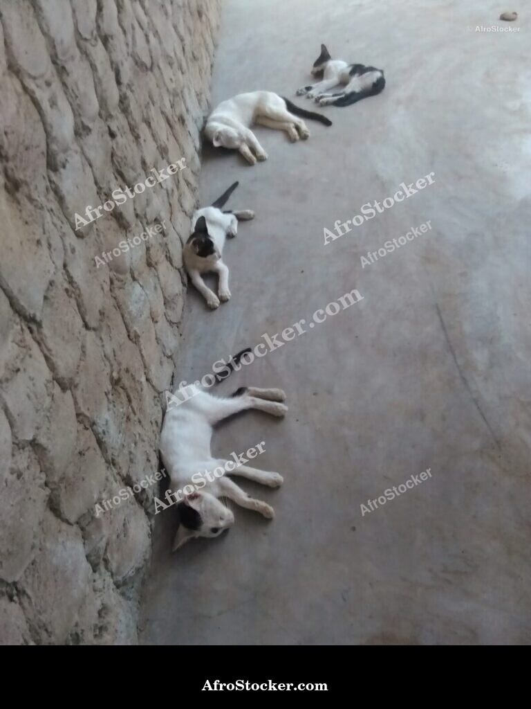 Cat Sleeping In African Breeze | AfroStocker