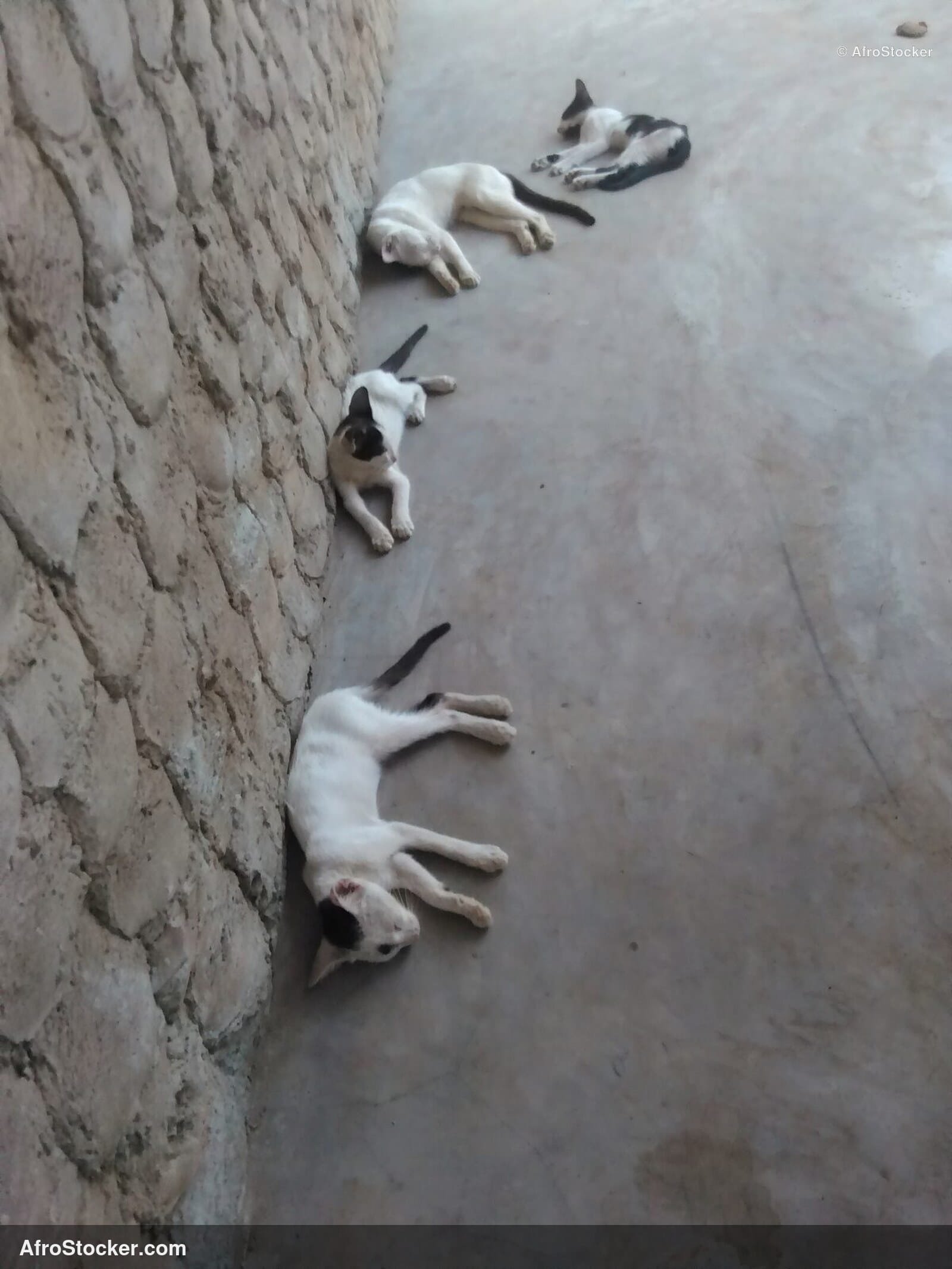 Cat Sleeping In African Breeze | AfroStocker