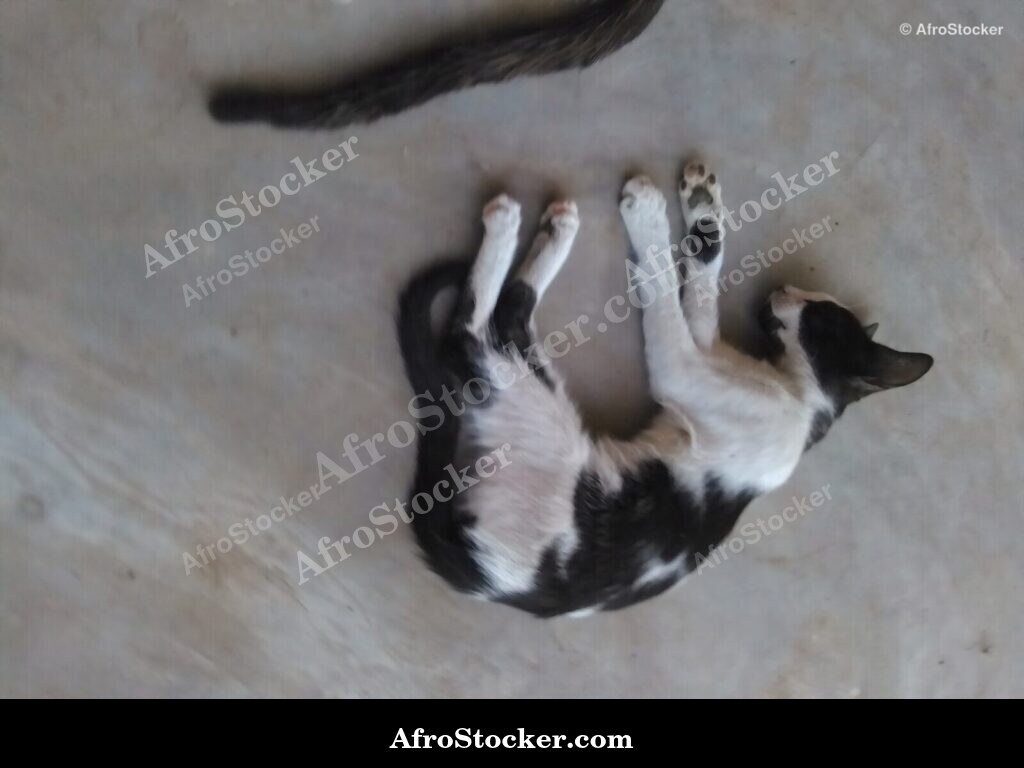 Cat Sleeping On African Terrace | AfroStocker